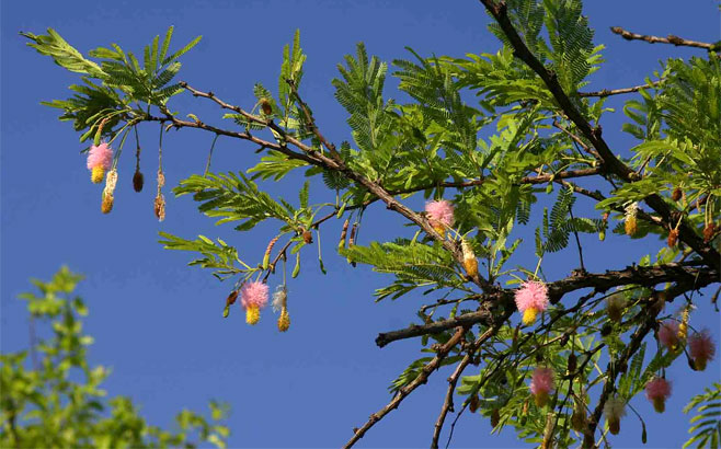 Dichrostachys cinerea
