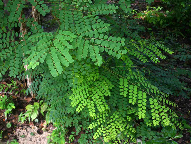 Amblygonocarpus andongensis