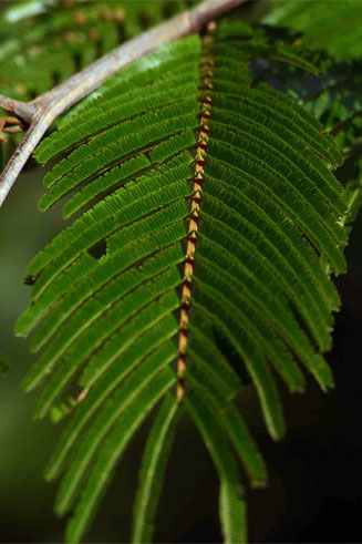 Newtonia buchananii