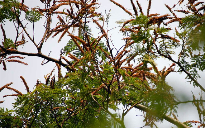 Newtonia buchananii