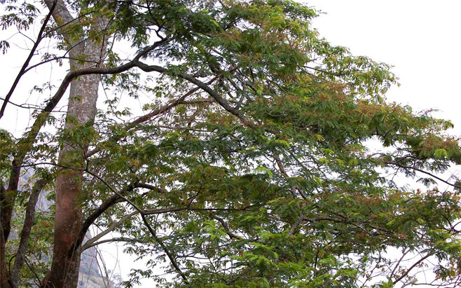 Newtonia buchananii