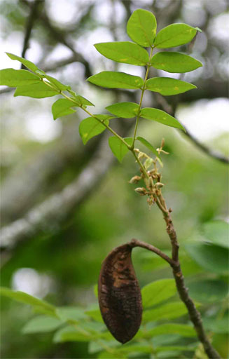 Xylia torreana (Hairy sand ash)