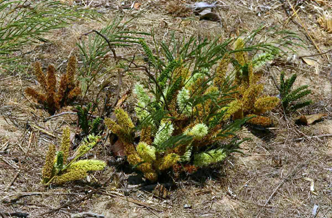 Elephantorrhiza elephantina