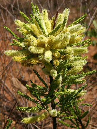 Elephantorrhiza suffruticosa