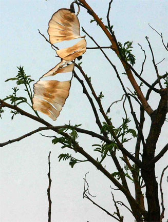 Entada abyssinica
