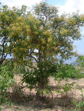 Entada abyssinica