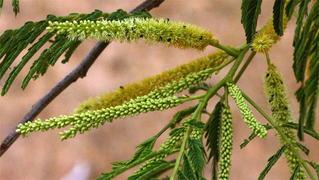 Entada abyssinica