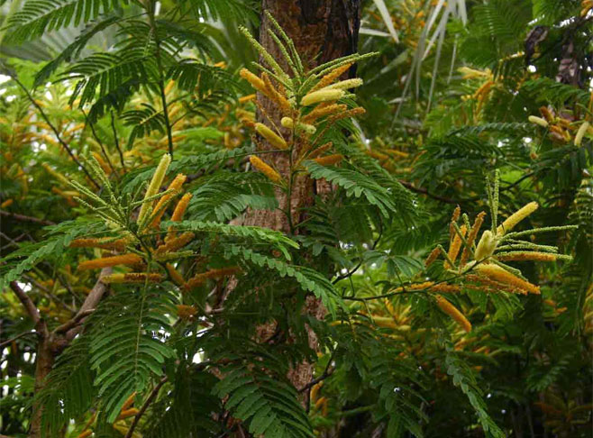 Entada abyssinica