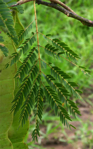 Entada arenaria