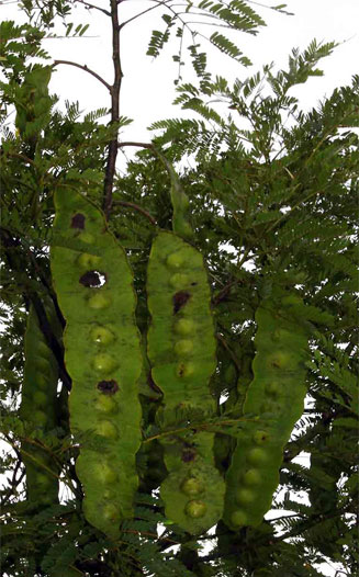 Entada arenaria