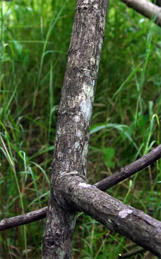Entada arenaria