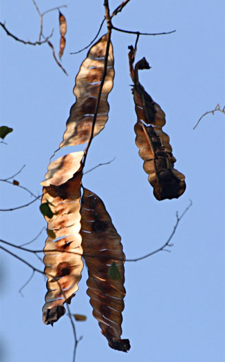 Entada arenaria