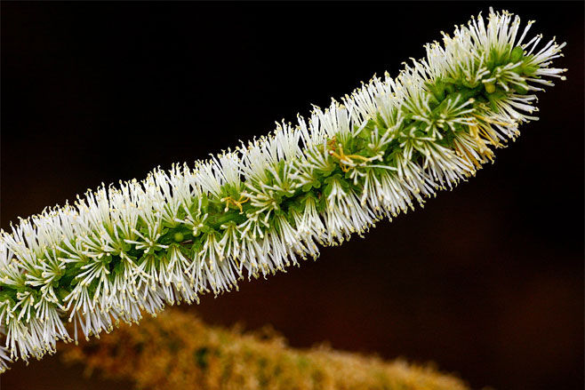 Entada rheedii 