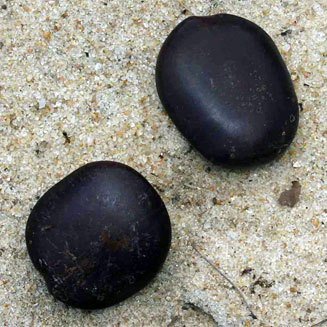 Entada rheedii 