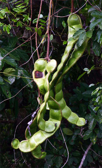 Entada rheedii 