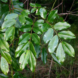 Entada rheedii 