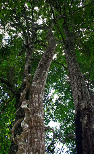 Entada rheedii 