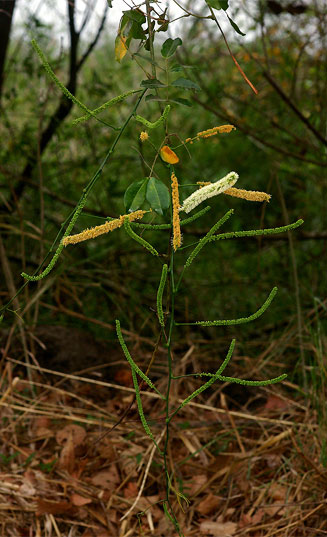 Entada rheedii 