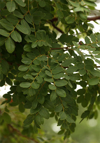 Erythrophleum africanum (Ordeal tree)