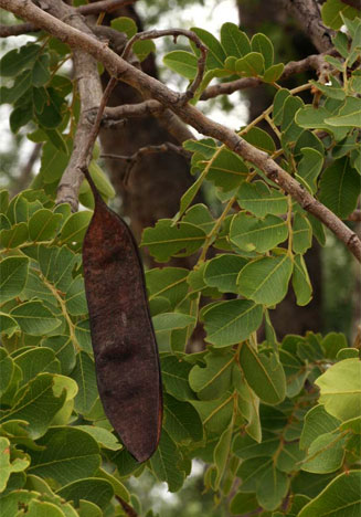 Erythrophleum africanum (Ordeal tree)