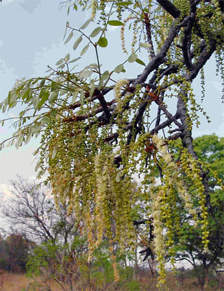 Burkea africana
