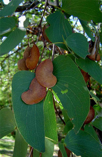 Colophospermum mopane (Mopane, Mopani, Turpentine tree)