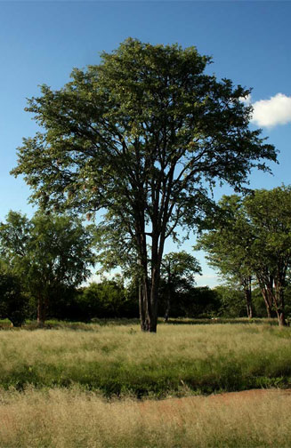 Colophospermum mopane (Mopane, Mopani, Turpentine tree)