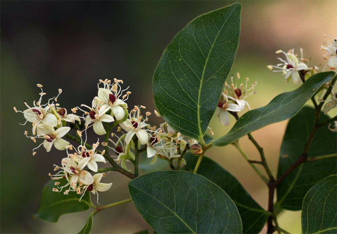 Guibourtia coleosperma (Copalwood)