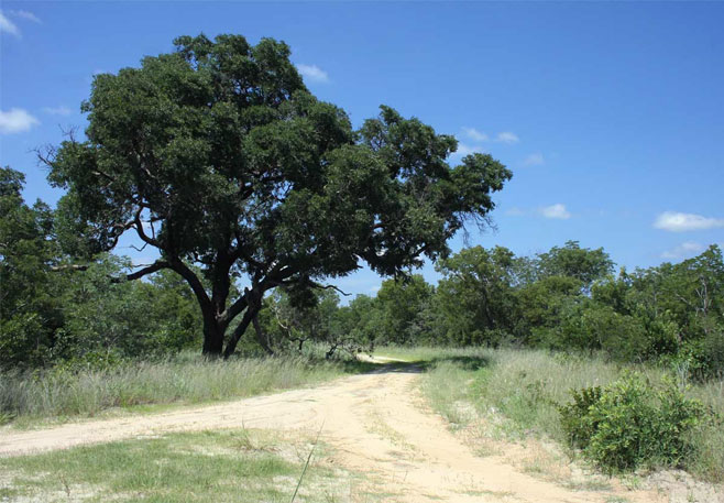 Guibourtia coleosperma (Copalwood)
