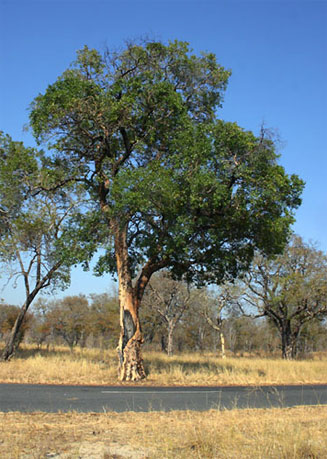 Guibourtia coleosperma (Copalwood)