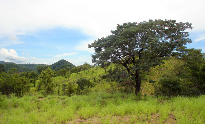 Brachystegia allenii