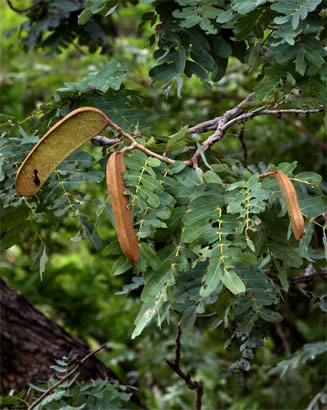 Brachystegia allenii