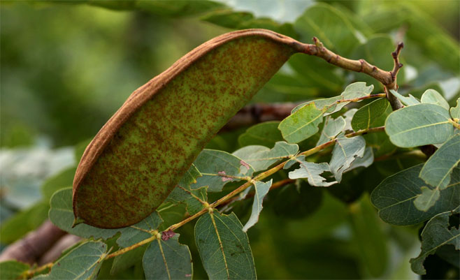 Brachystegia allenii