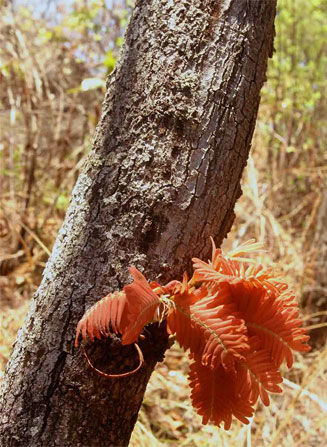 Brachystegia boehmii (Mufuti, Prince-of-Wales' feathers)
