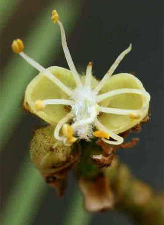 Brachystegia boehmii (Mufuti, Prince-of-Wales' feathers)