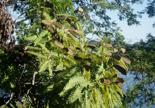 Brachystegia boehmii (Mufuti, Prince-of-Wales' feathers)