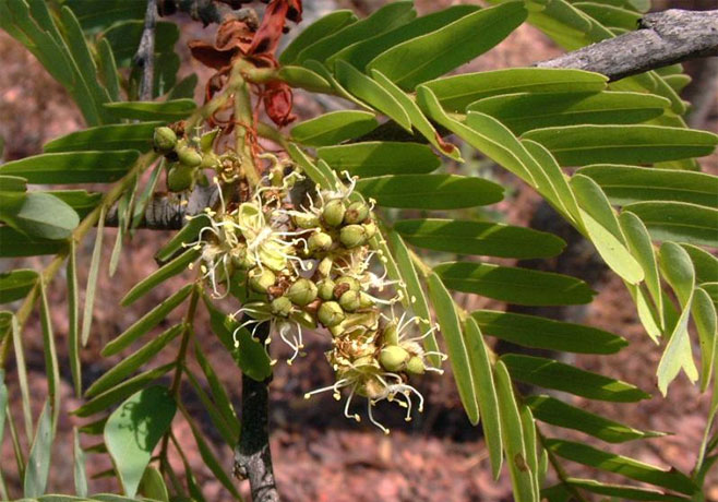 Brachystegia boehmii (Mufuti, Prince-of-Wales' feathers)