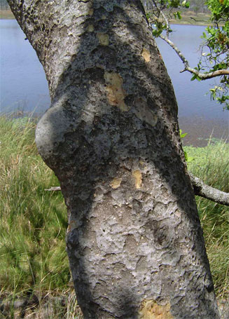 Brachystegia tamarindoides
