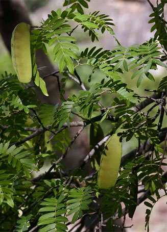 Brachystegia tamarindoides