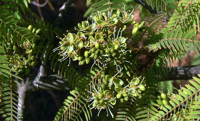 Brachystegia tamarindoides