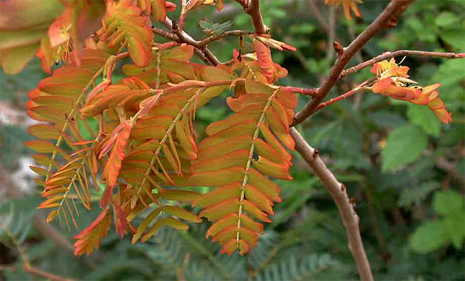 Brachystegia tamarindoides