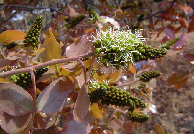 Brachystegia boehmii (Mufuti, Prince-of-Wales' feathers)