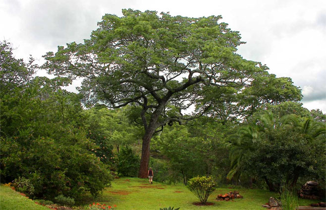 Brachystegia boehmii (Mufuti, Prince-of-Wales' feathers)