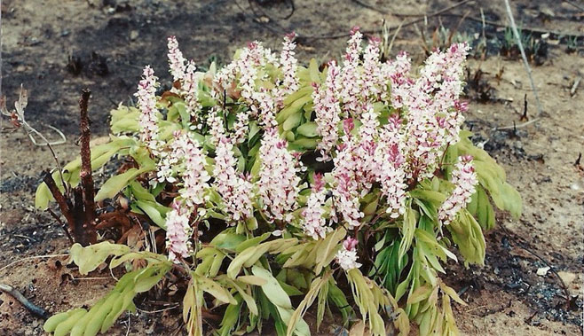 Cryptosepalum maraviense