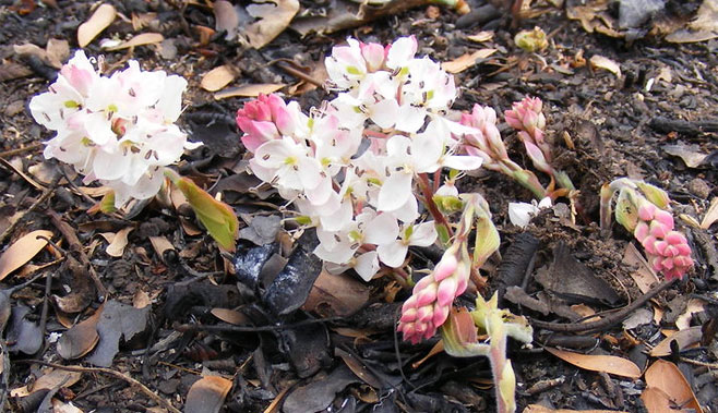 Cryptosepalum maraviense
