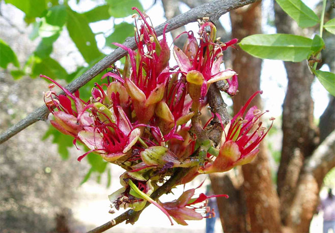 Schotia afra (Karoo boer-bean)
