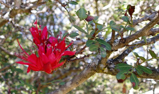 Schotia capitata (Dwarf boer-bean)