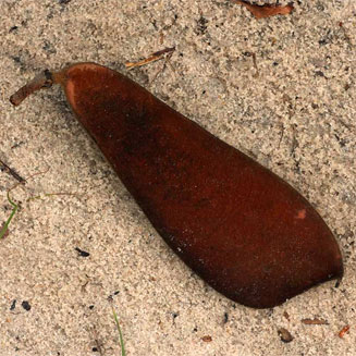 Baikiaea plurijuga (Zambezi teak, Zambian teak, Rhodesian teak, Zambesi redwood)