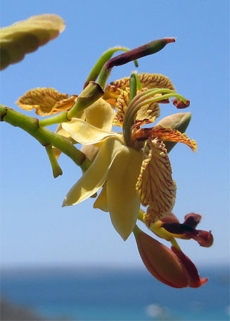Tamarindus indica (Tamarind)