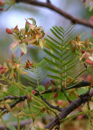 Tamarindus indica (Tamarind)